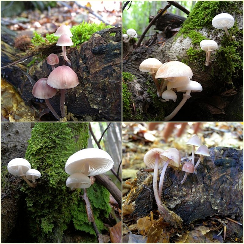 Funghi dall''Appennino